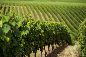 Vignoble verdoyant en rangées.