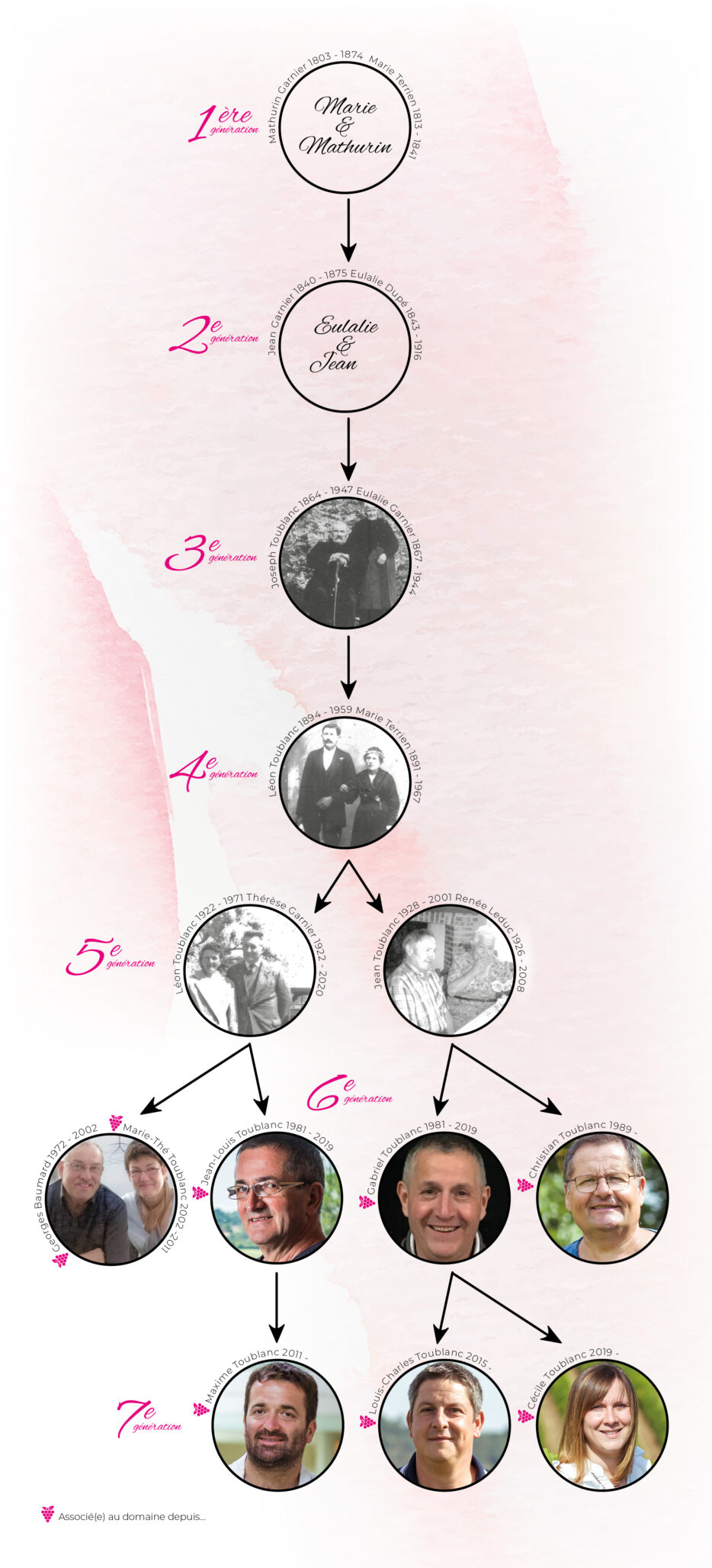 Arbre généalogique familial avec photos sur fond rose.