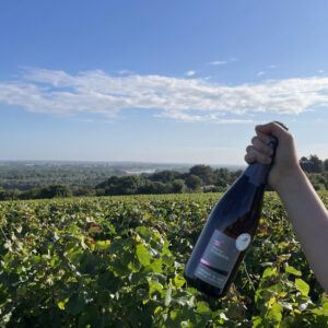 Bouteille de vin dans vignoble ensoleillé.